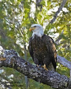 Bald eagle perched on a tree branch.