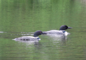 Loons