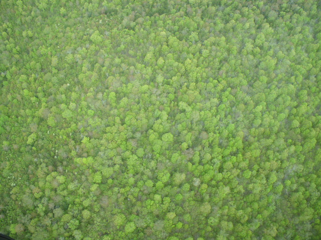 Aerial view of West Branch forestland in the spring