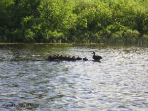 Ducks on the Attean conservation lands