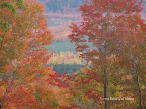 Fall foliage in Maine's North Woods, 2016