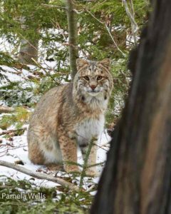 Bobcat in the woods. Photo by Pamela Wells