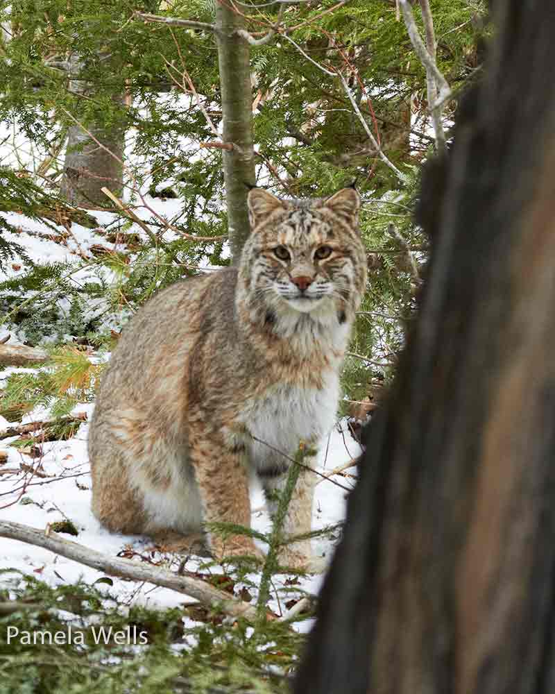 Bobcat in the woods. Photo by Pamela Wells
