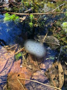 A vernal pool filled with moss, leaf litter and a spotted salamander egg mass.