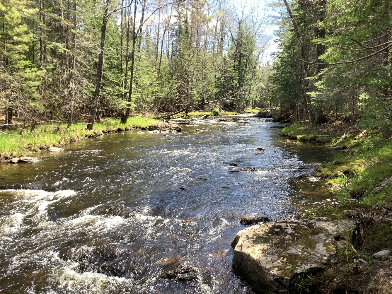 A photo of Sunkhaze Stream Forest